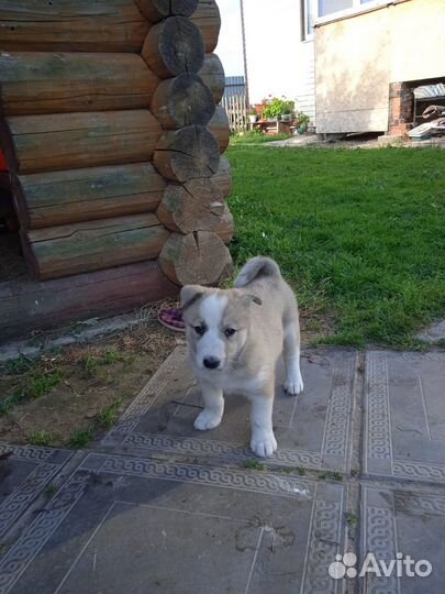 Щенки западно сибирской лайки