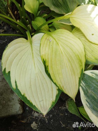 Хоста растение