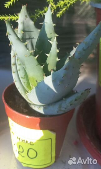 Комнатные растения