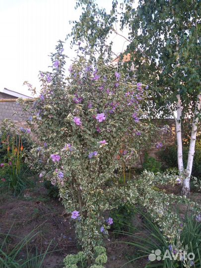 Гибискус сирийский