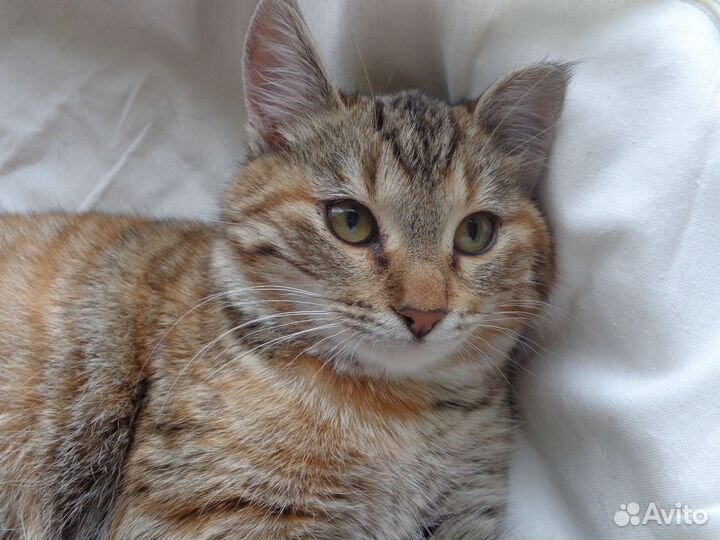 Котенок - девочка.Чудесная пухляшка