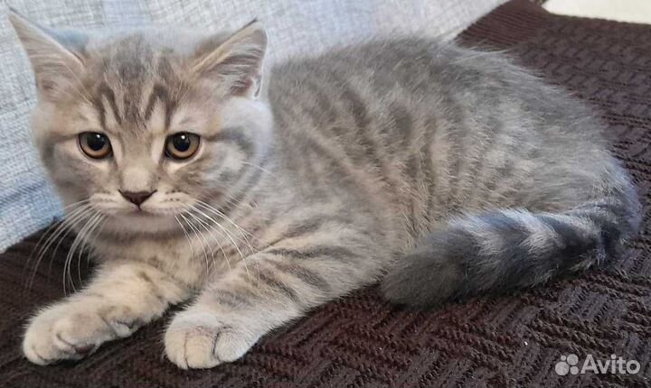 Шотландский котенок