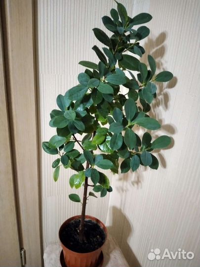 Фикус (комнатное растение)