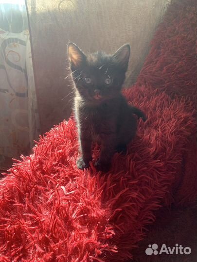 Кошка в дар