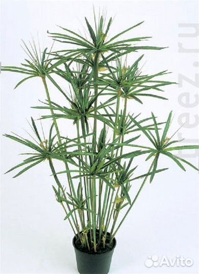 Циперус, Пахистахис