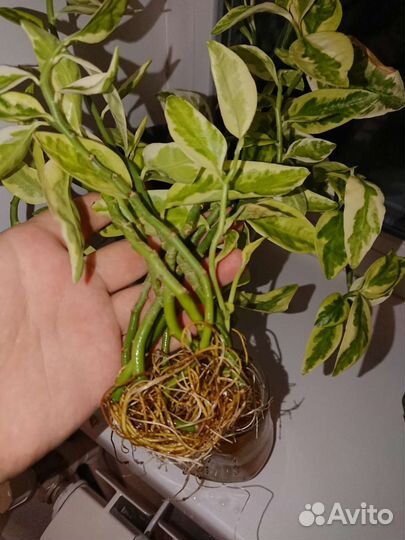 Комнатные цветы