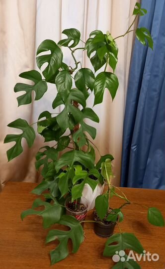 Монстера, эпипремнум,маранта,дримиопсис