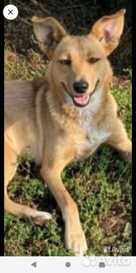 Щенки собачки