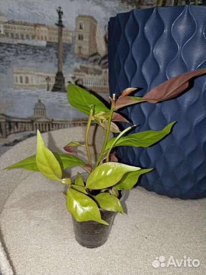 Пероксид Годсеффа