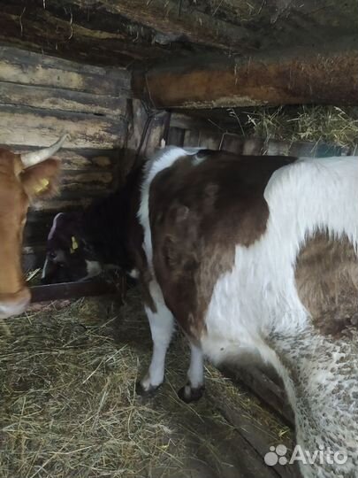 Бычки и телята