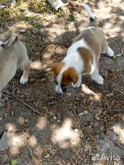 Собаки 1.5 месяца. Мама хаски