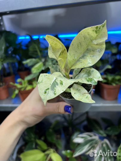 Фикус шривериана муншайн