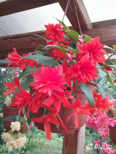 Бегония ампельная