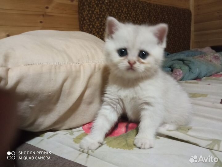 Шотландские прямоухие и вислоухие котята девочки