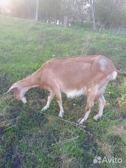 Дойные козы и козел