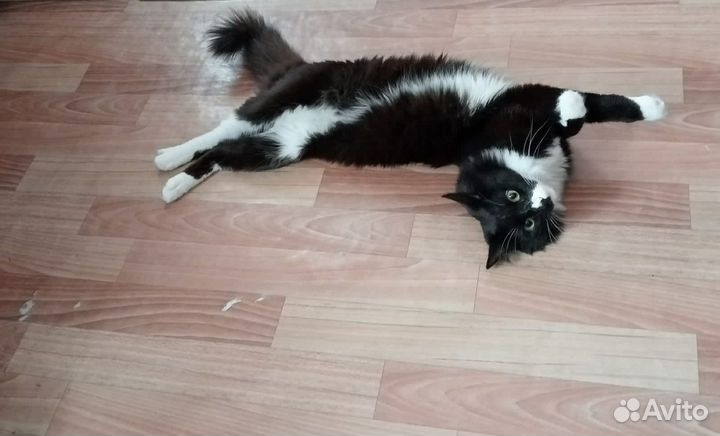 Кот в добрые руки