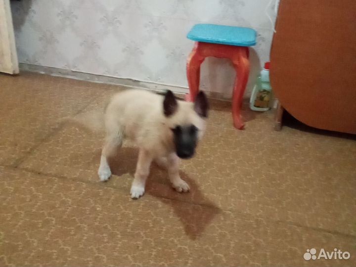 Щенок
