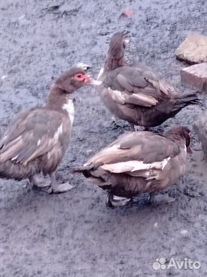 Мускусные утки