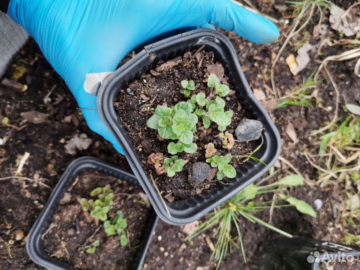 Душица саженцы. Привезу под заказ