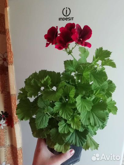 Пеларгония герань