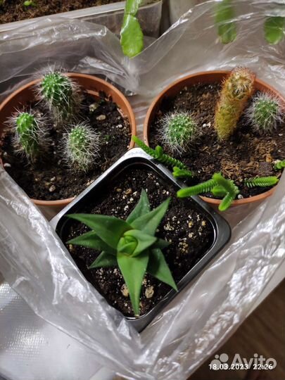 Кактусы и суккуленты