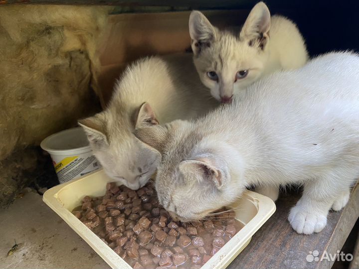 Тайские котята бесплатно