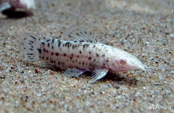 Сом таракатум (альбинос )