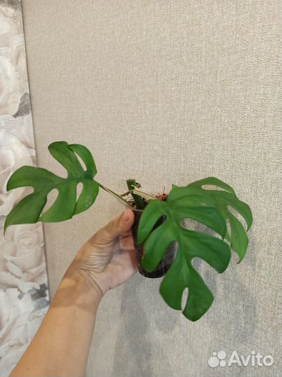 Монстера минима / адансони