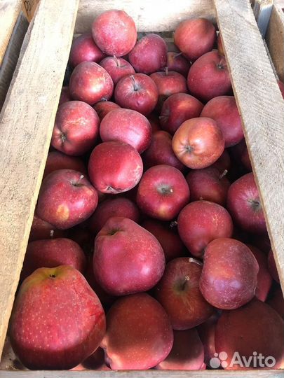 Яблоки джеромини