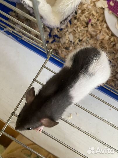 Декоративная крыса