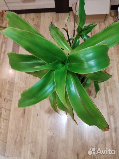 Фикус.Золотой Ус