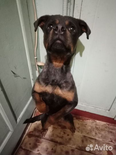 Отдам ротвейлера