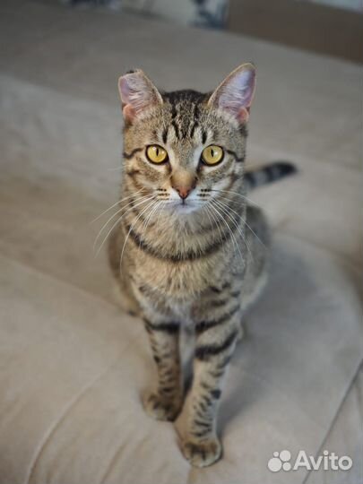 Полосатик Пьер