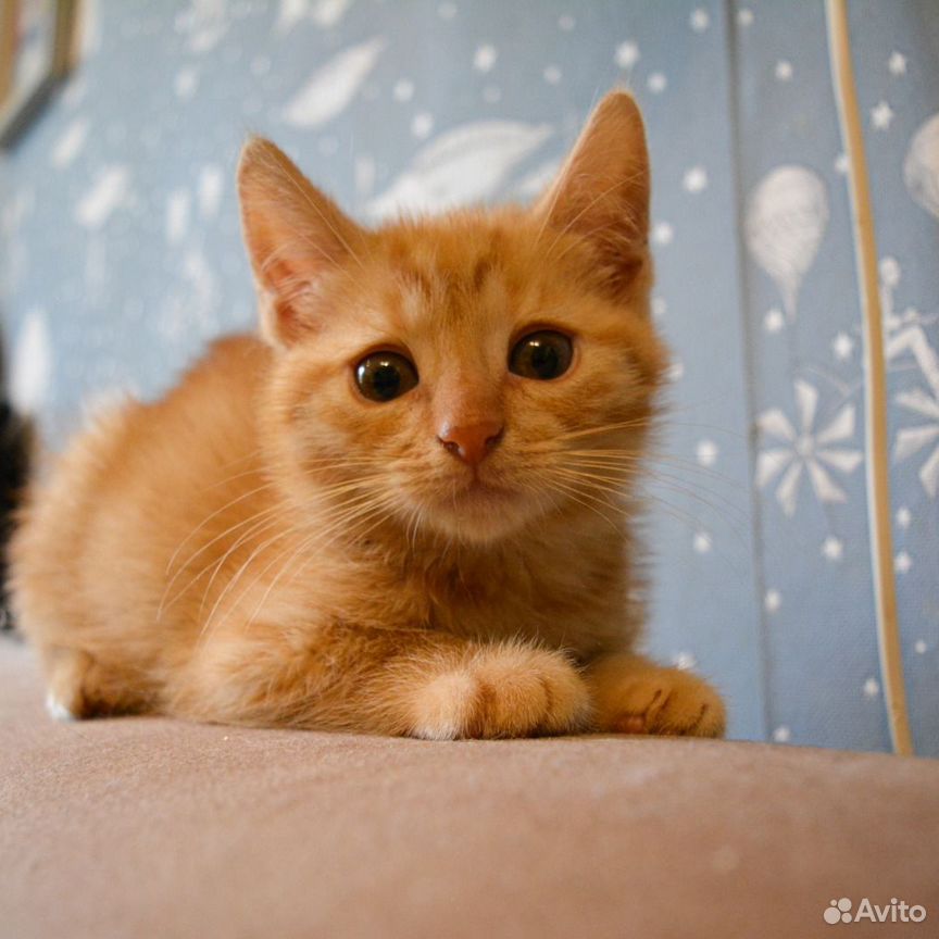 Котенок грустные глазки в добрые руки