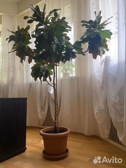 Кротон или Кодиеум