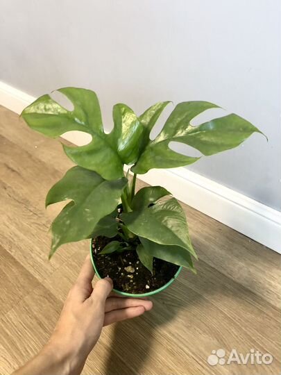 Монстера Минима Рафидофора Тетрасперма