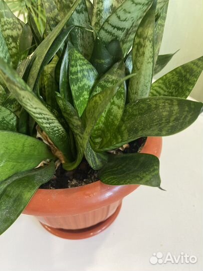 Сансевиерия ханни с горшком