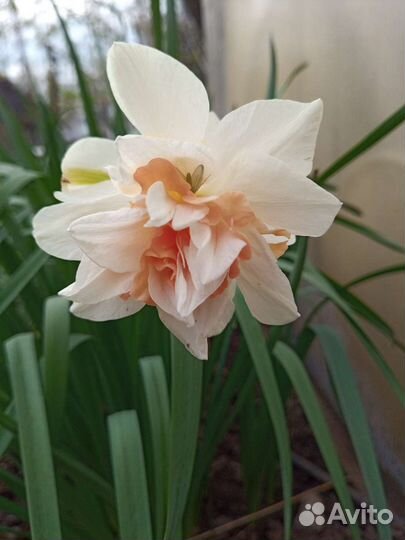 Луковицы сортовых нарциссов, мускари