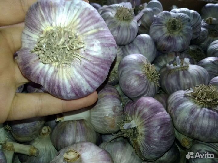 Чеснок 5тонн