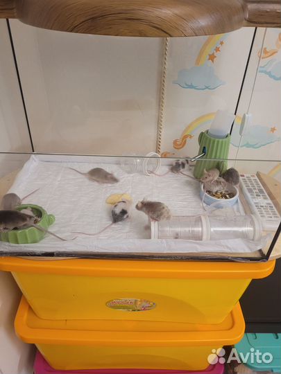 Продажа мышей