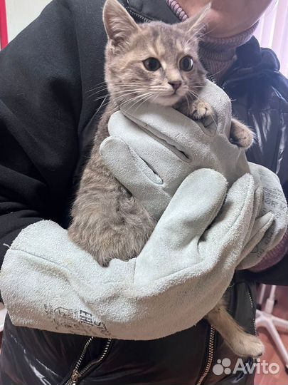 Котенок в дар
