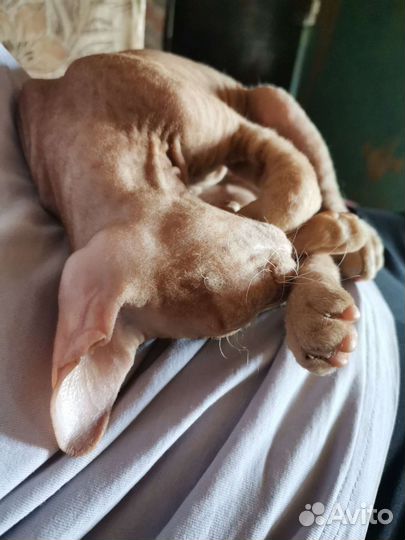 Донской сфинкс