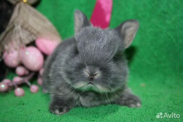 Кроли детки. Доставка по РФ