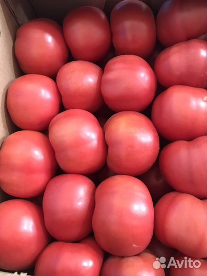 Помидор розовый чеченский