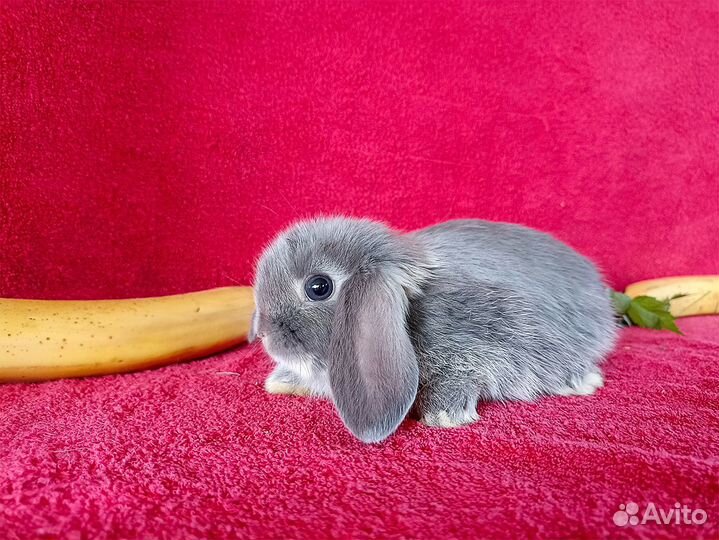 Декоративные мини кролики