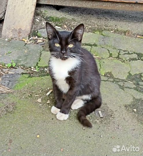 Котенок Черничка ищет дом