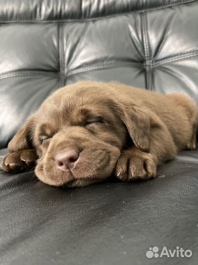 Щенки лабрадор