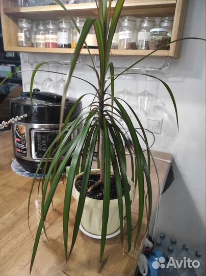 Клеродендрум и драцена