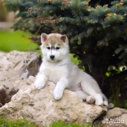 Хаски щенки