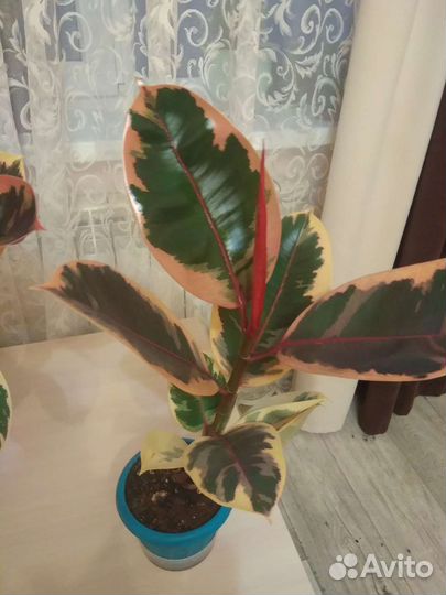 Фикус Белиз